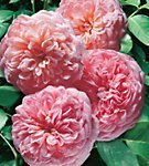 David Austin Roses