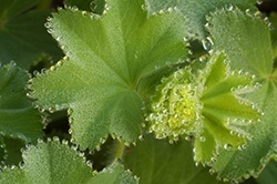 foliage perennials