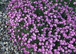 Dianthus in rock garden