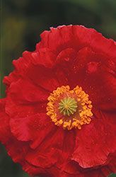 Annuals from seed - poppy