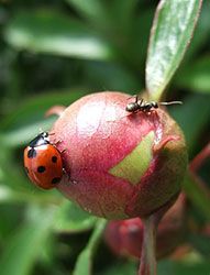 ants on peonies