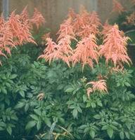foliage perennials
