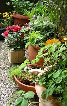 Balcony and roof gardening