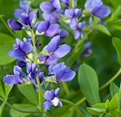 Blue False Indigo