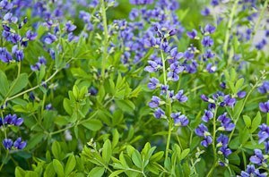 false blue indigo