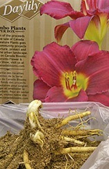 daylily planting and care