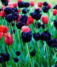 Black tulips