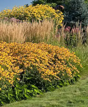 Bold Perennials