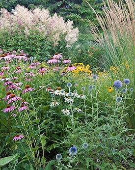 Mid-summer garden