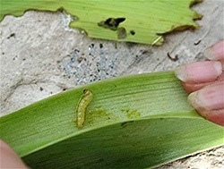 Iris borers