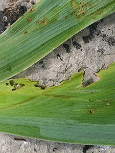 Iris borers