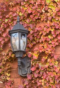 climbing vines for shade - Boston ivy