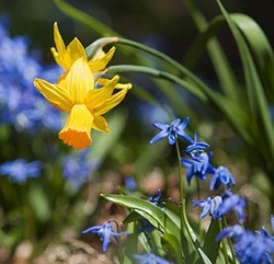 flowerbulbs - daffodil