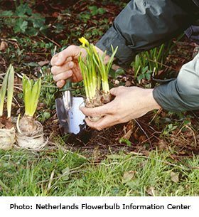 plant bulbs in spring