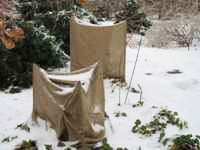 Growing Rhododendrons