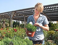 beginner gardening- buying plants