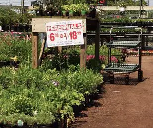 Buying Plants