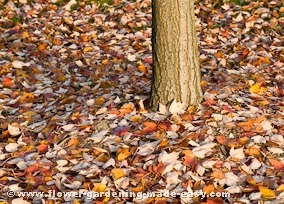 cleaning up fall leaves - leaves on ground