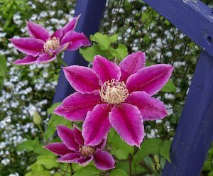 Climbing vines - clematis