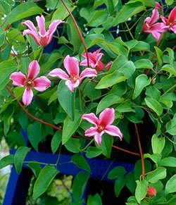 Climbing vines - clematis