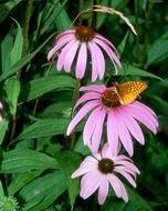 wild flower prairie