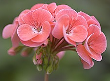 Overwintering geraniums