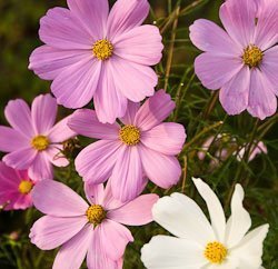 Annuals from seed - cosmos