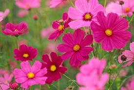 Favorite annuals - cosmos