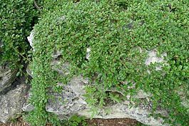 perennial ground covers -cotoneaster