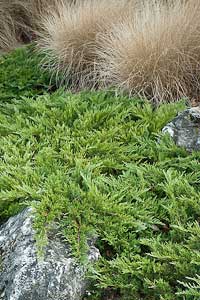 ground covers for sun