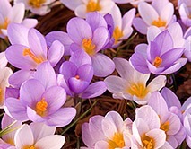 crocuses