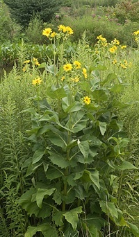 Perennials for wet spots