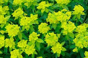 cushion spurge