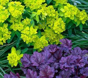 cushion spurge