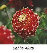 How to grow dahlias