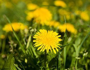 how to control dandelions