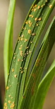 daylily rust disease