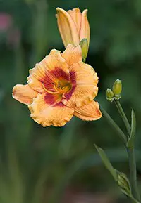 growing daylilies