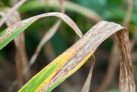 daylily problems - streak disease