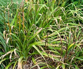 daylily problems - streak disease