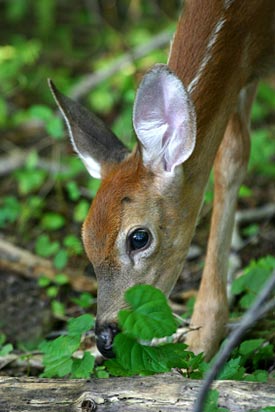 Deer resistant gardening