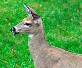 deer resistant gardens