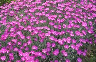 Dianthus Firewitch - 2006 perennial plant of the year