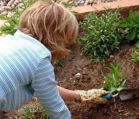 Perennial garden care