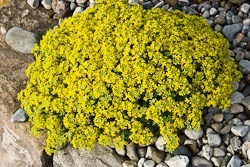 Alpines for beginners - Draba