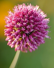 Allium drumstick