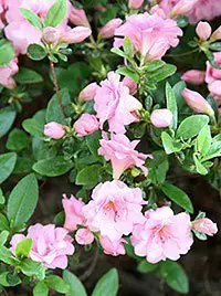 Growing Rhododendrons