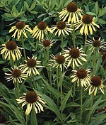 coneflower, echinacea