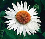 coneflower, echinacea