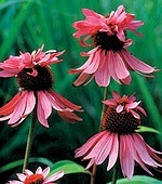 coneflower, echinacea